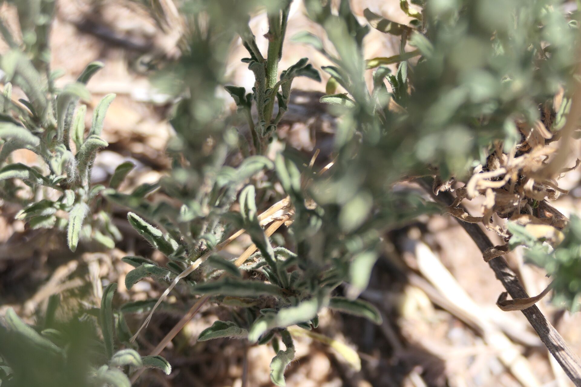 Nidorella resedifolia bark