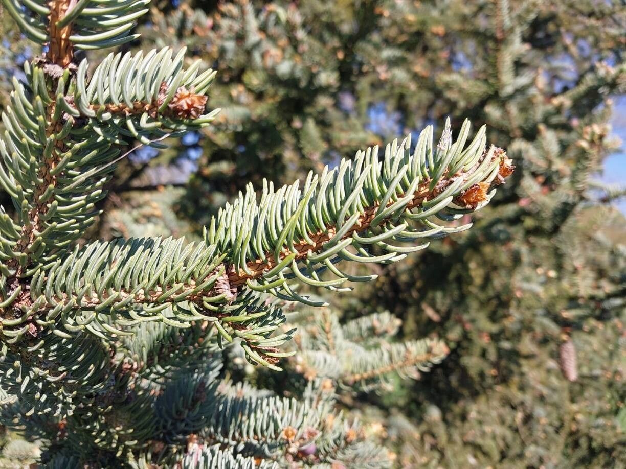 Picea retroflexa leaf