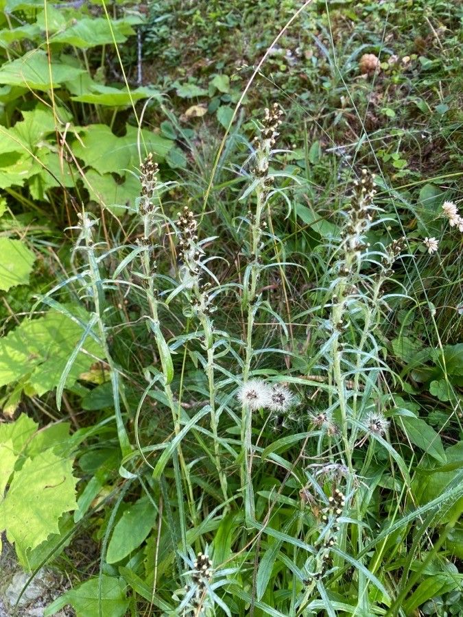 Gnaphalium sylvaticum flower
