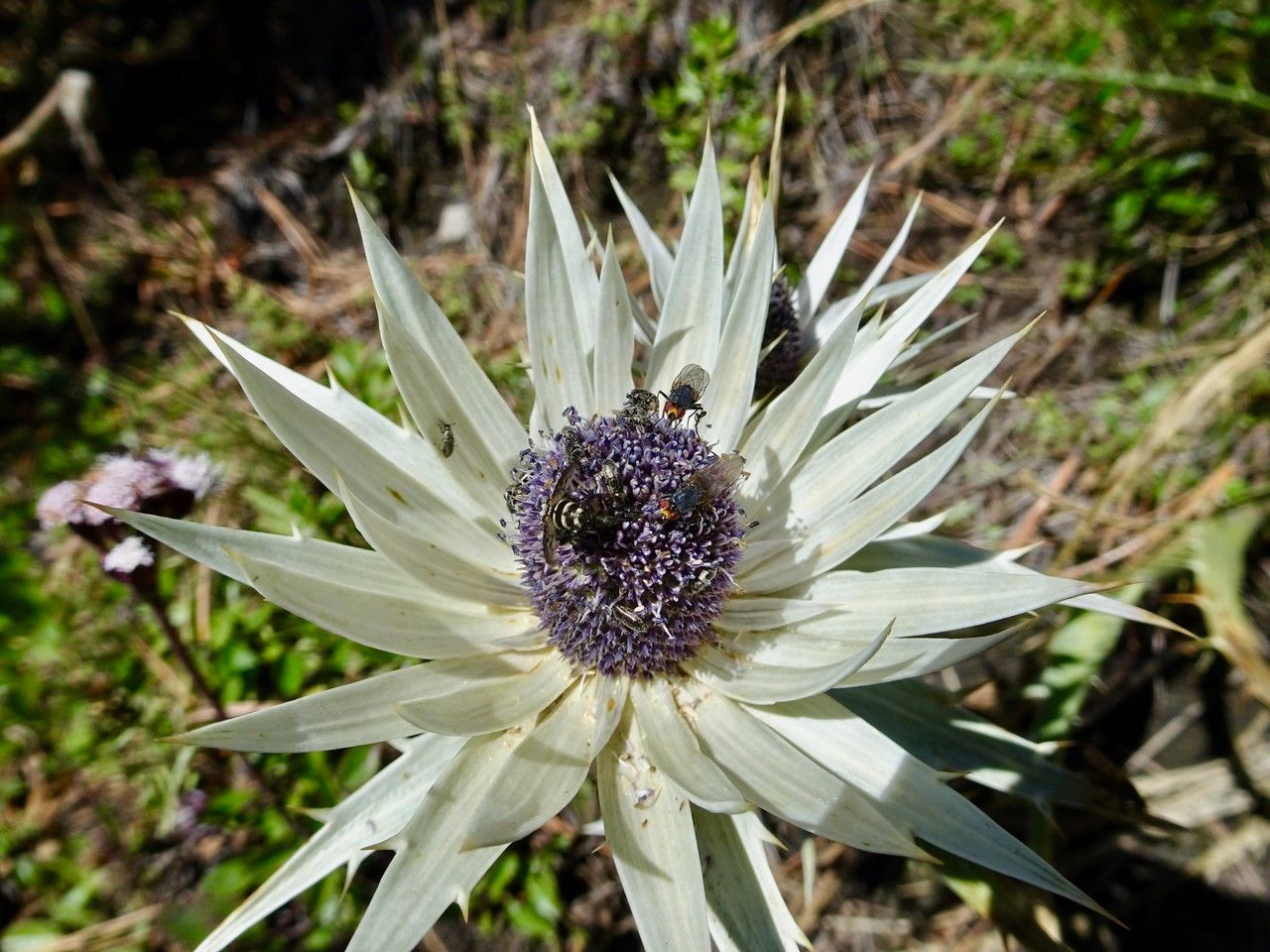 Eryngium proteiflorum flower
