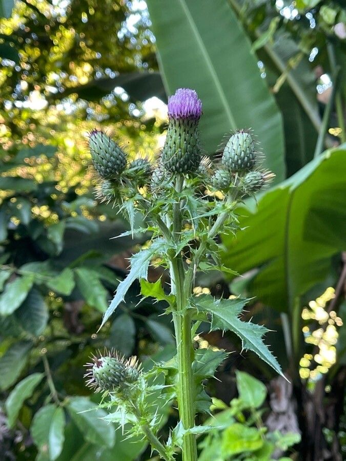 Cirsium mexicanum flower
