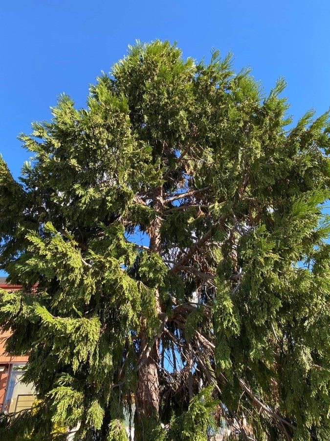 Juniperus flaccida leaf
