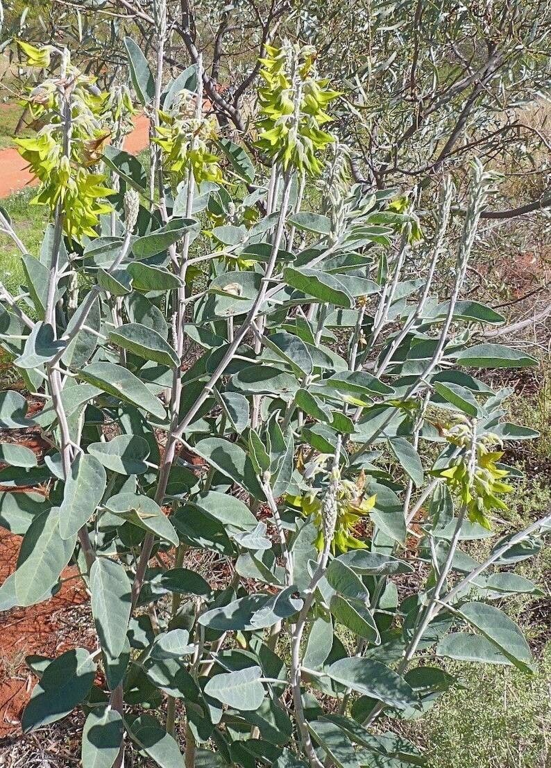 Crotalaria cunninghamii flower