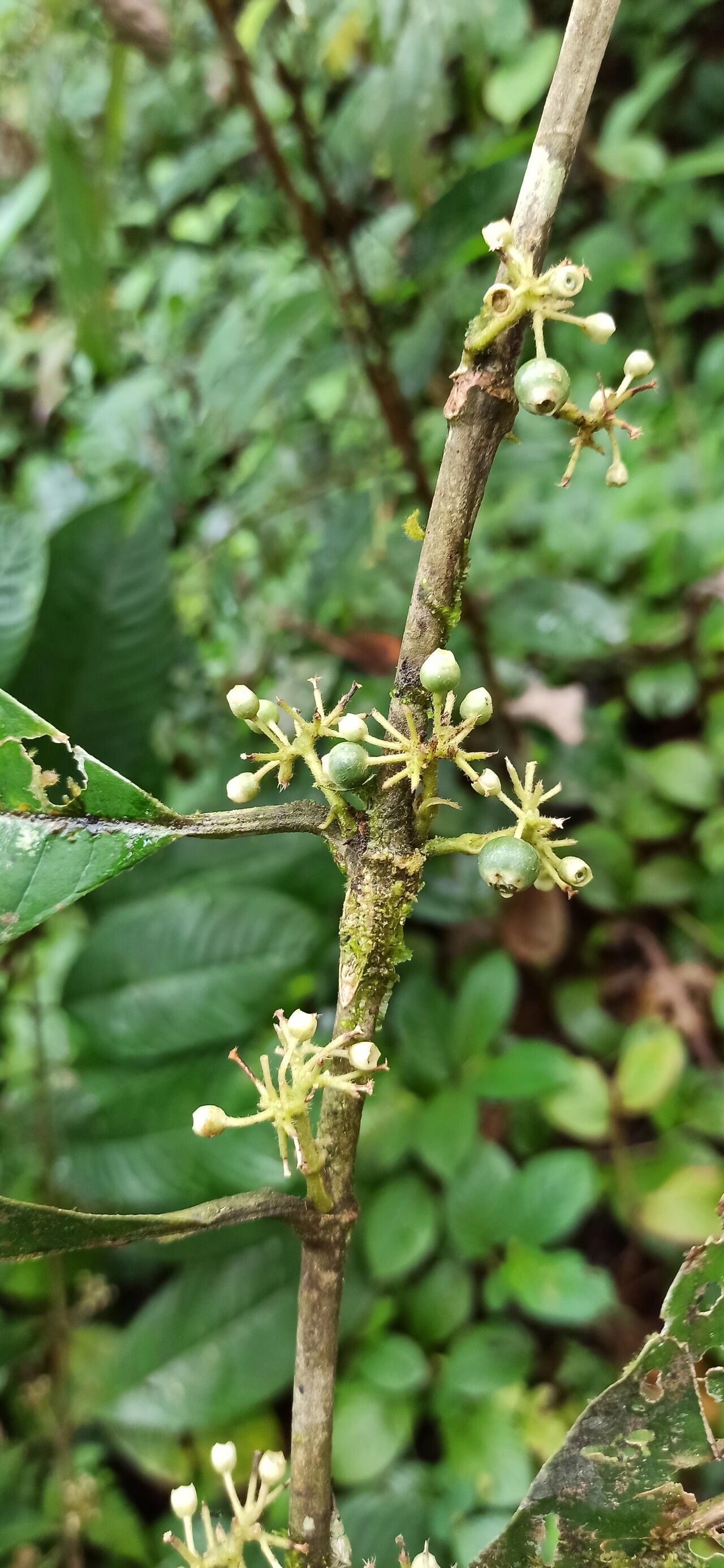 Pauridiantha efferata fruit