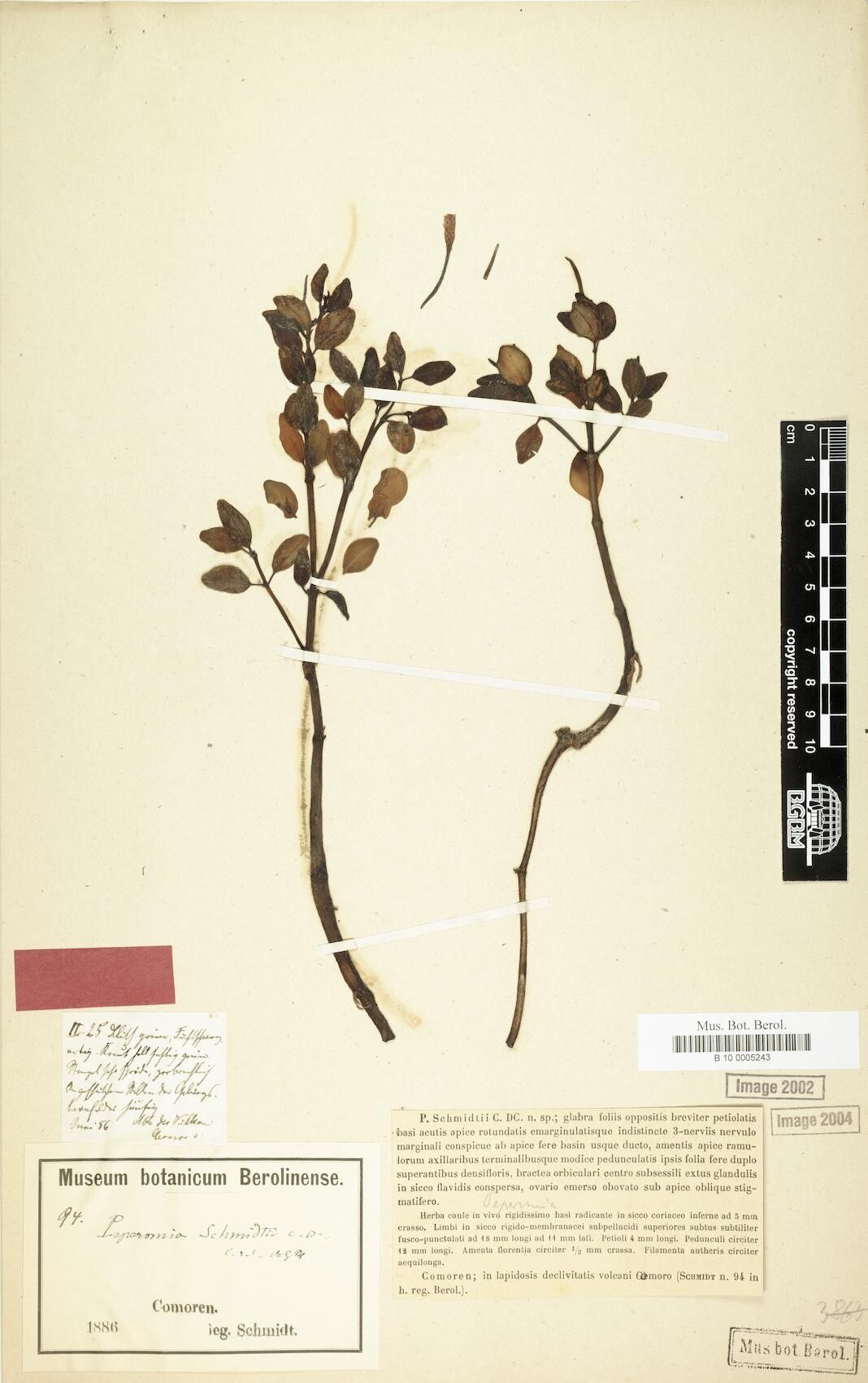 Peperomia schmidtii — houseplant care guide