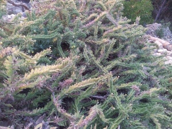 Myosotis balbisiana habit