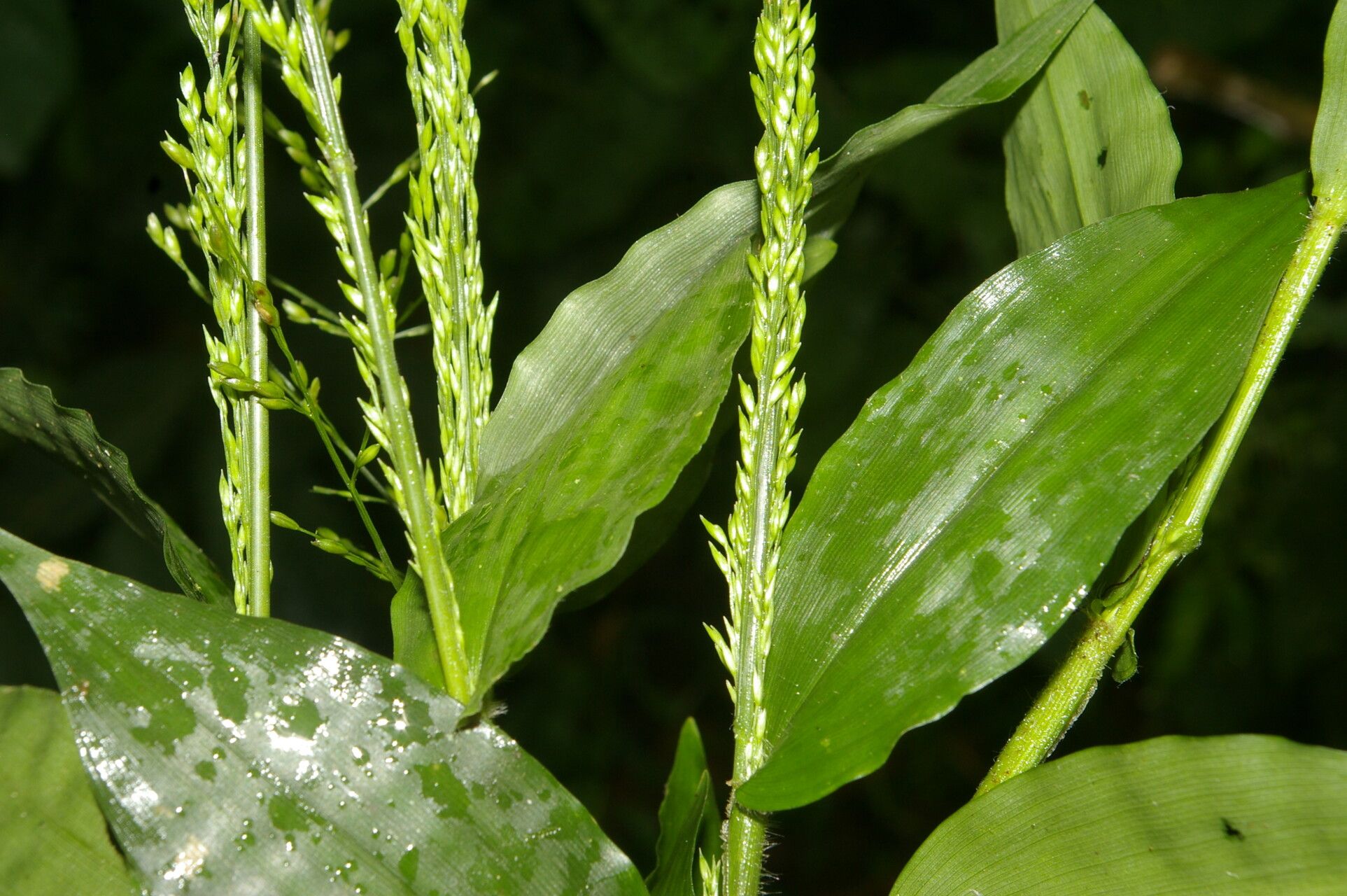 Ichnanthus calvescens — related species from the same genus