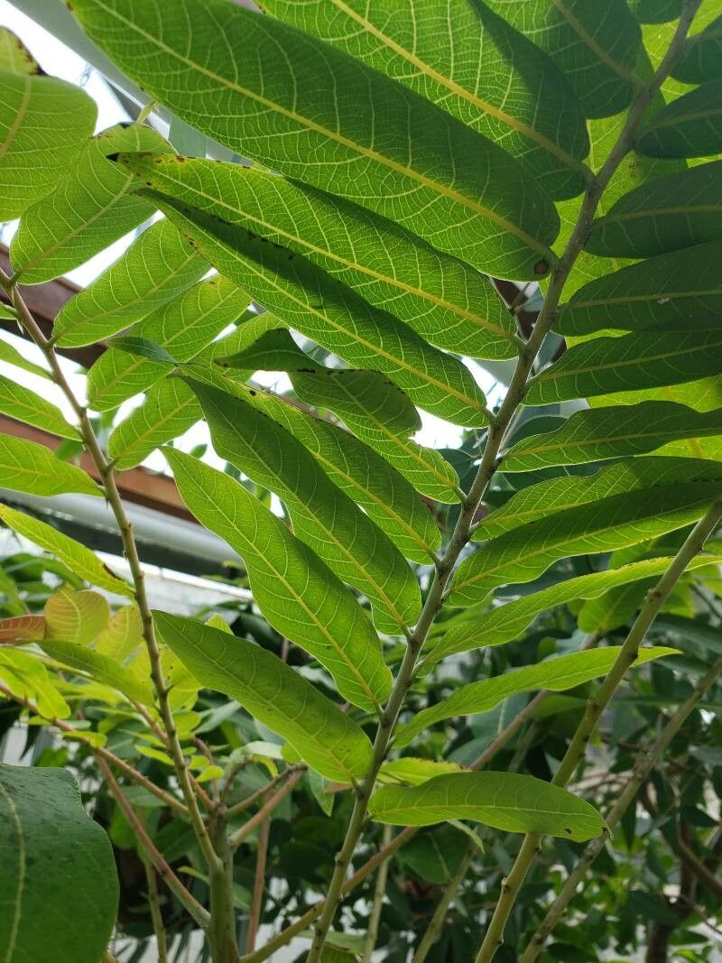 Phyllanthus mirabilis — search result for 'Mirabilis'