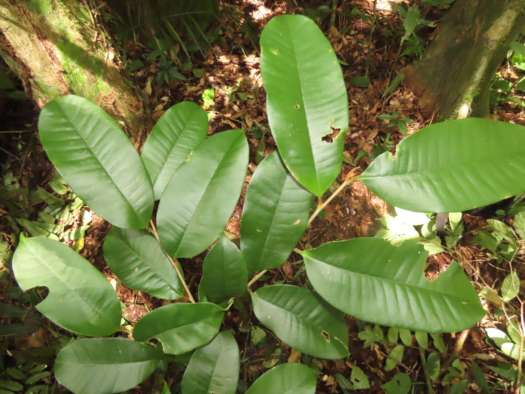 Chrysophyllum brenesii leaf