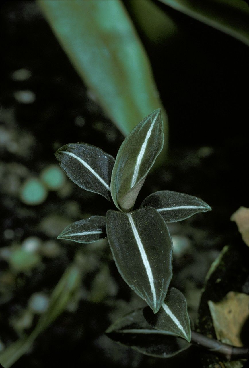 Goodyera velutina — search result for 'Goodyera'