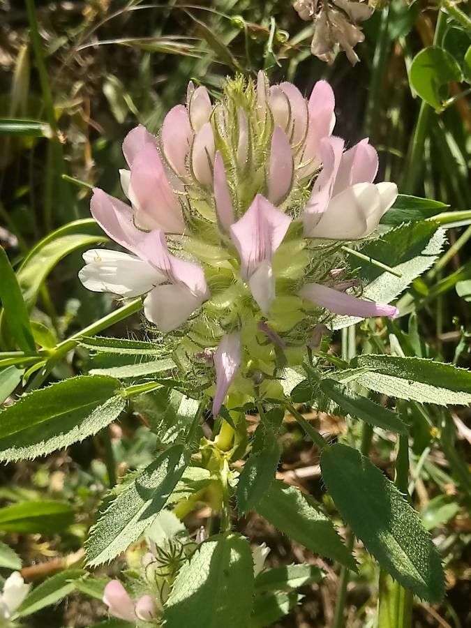 Ononis mitissima flower