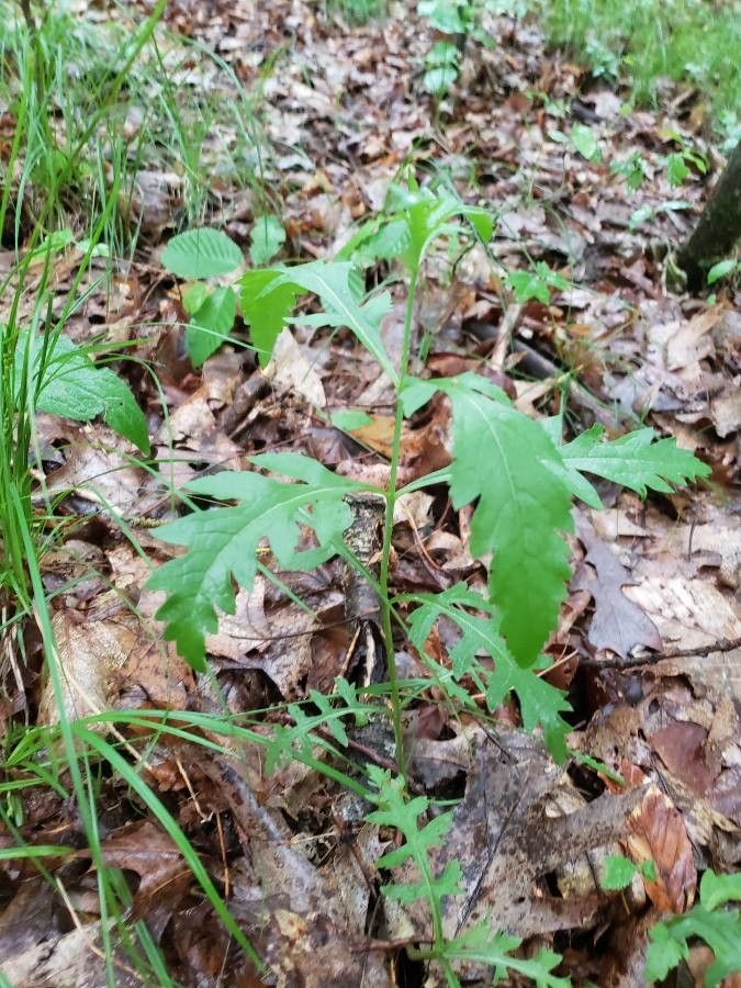 Aureolaria flava leaf