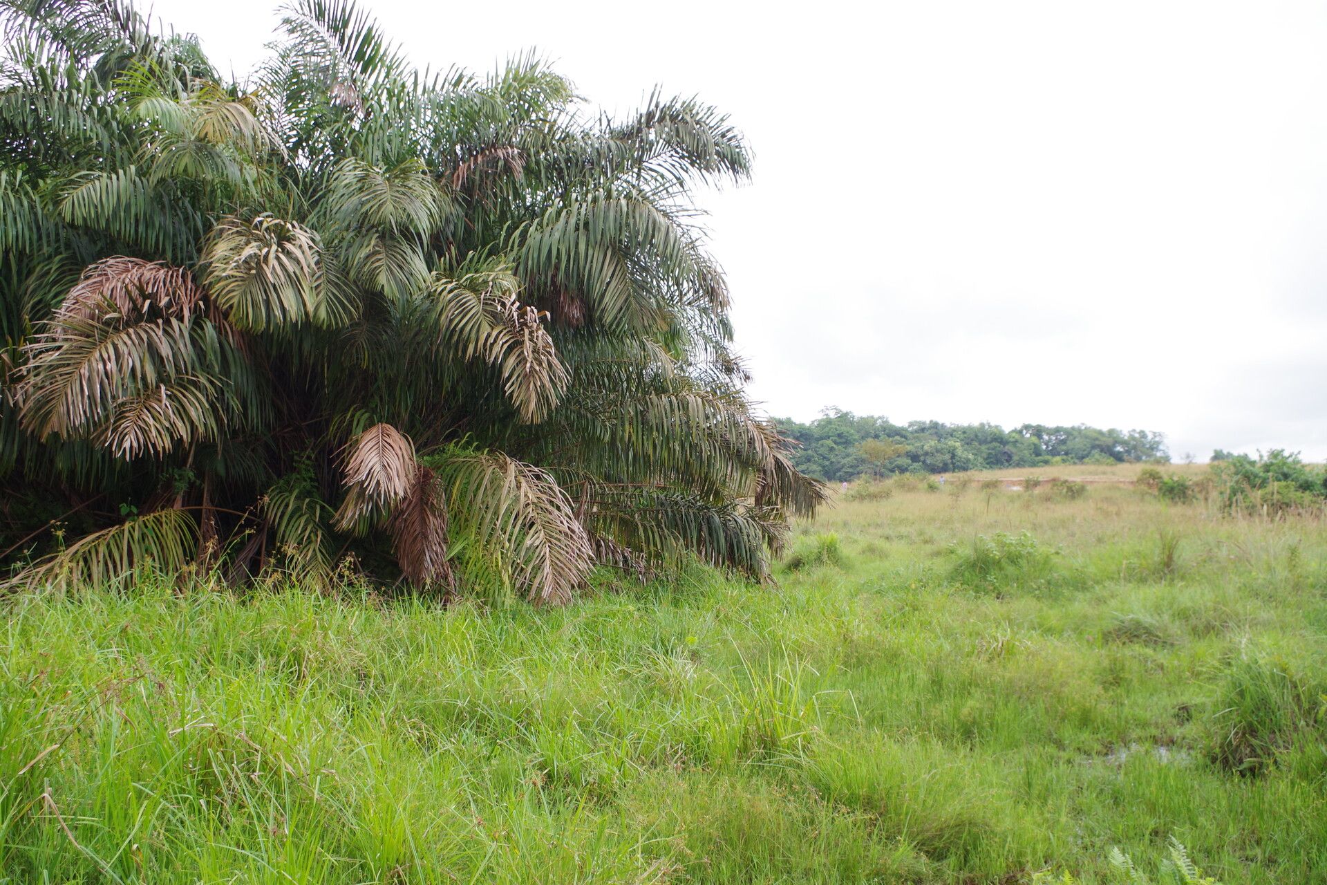 Raphia zamiana habit