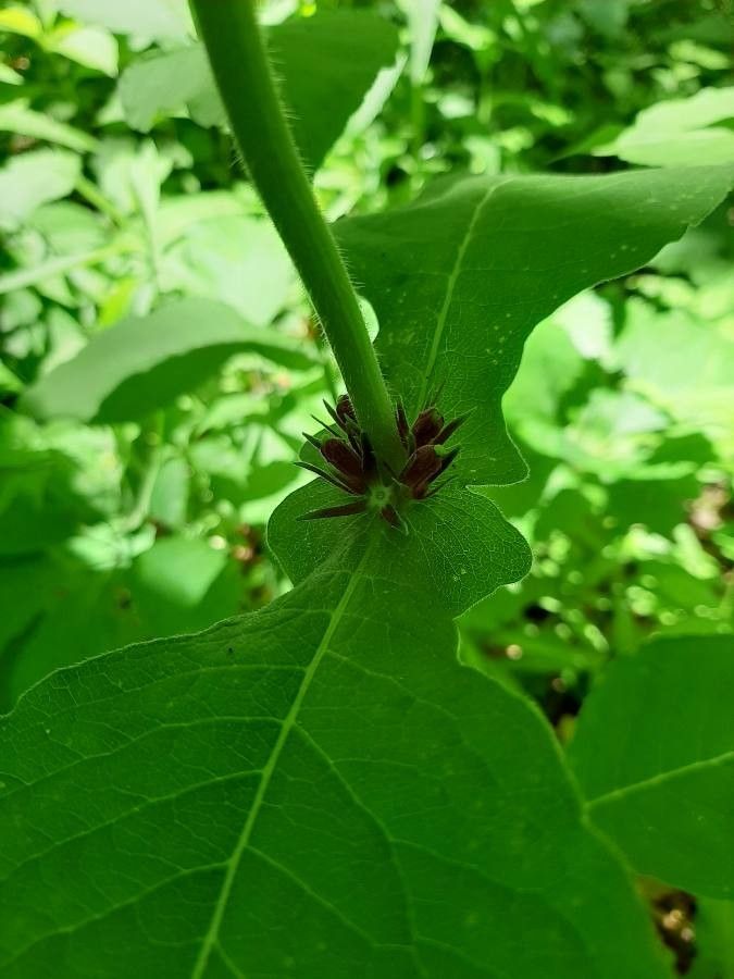 Triosteum perfoliatum flower