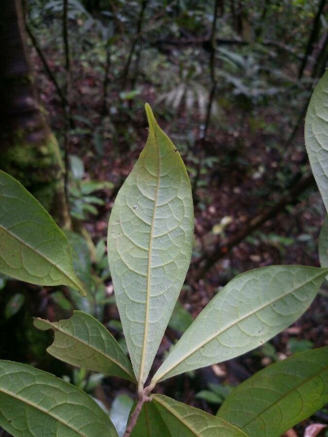 Ocotea scandens leaf