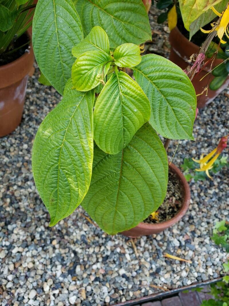 Deppea splendens leaf