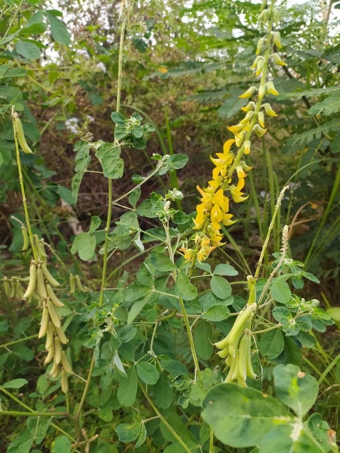 Crotalaria pallida leaf