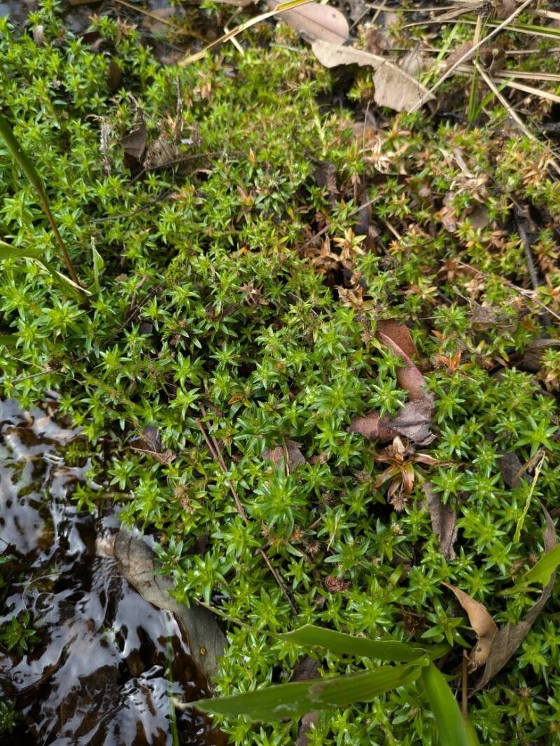 Paepalanthus fluviatilis leaf
