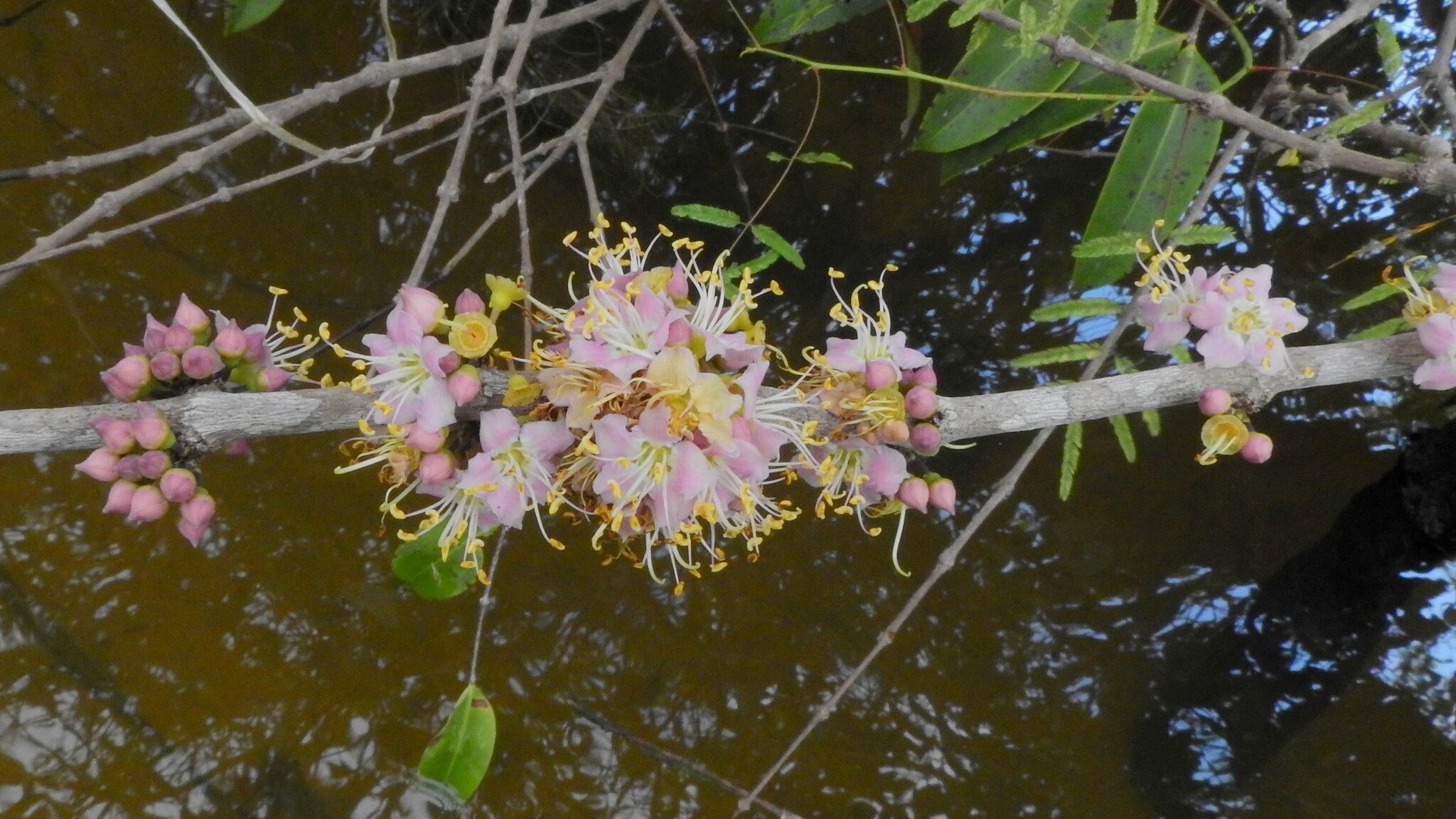 Mouriri apiranga flower