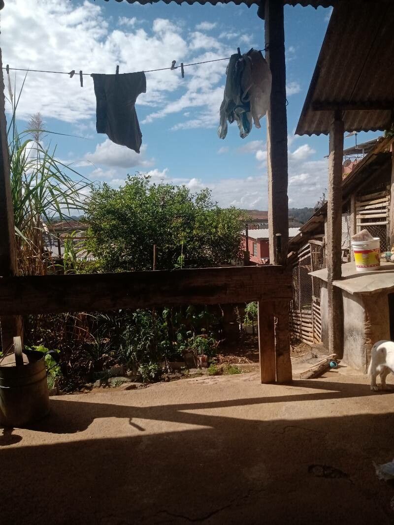 Ficus platyphylla leaf