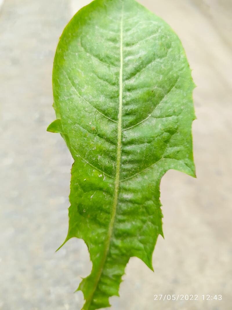 Taraxacum clemens — search result for 'Taraxacum'