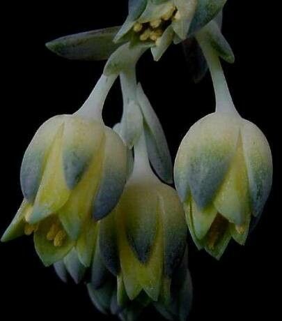 Pachyphytum coeruleum flower