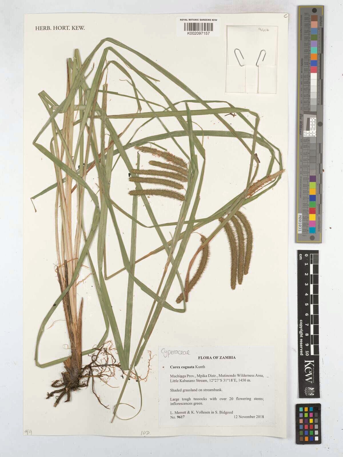 Carex congolensis — houseplant care guide