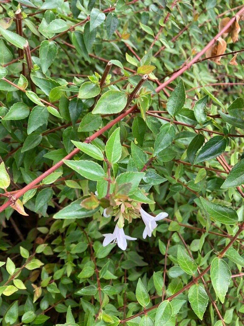 Abelia angustifolia — related species from the same genus