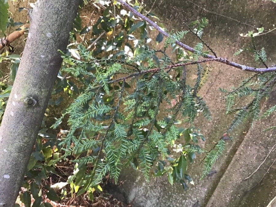 Dacrycarpus dacrydioides — flood tolerant houseplant