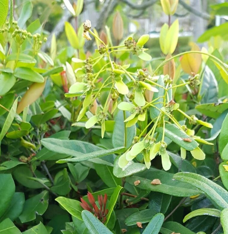 Stigmaphyllon diversifolium fruit