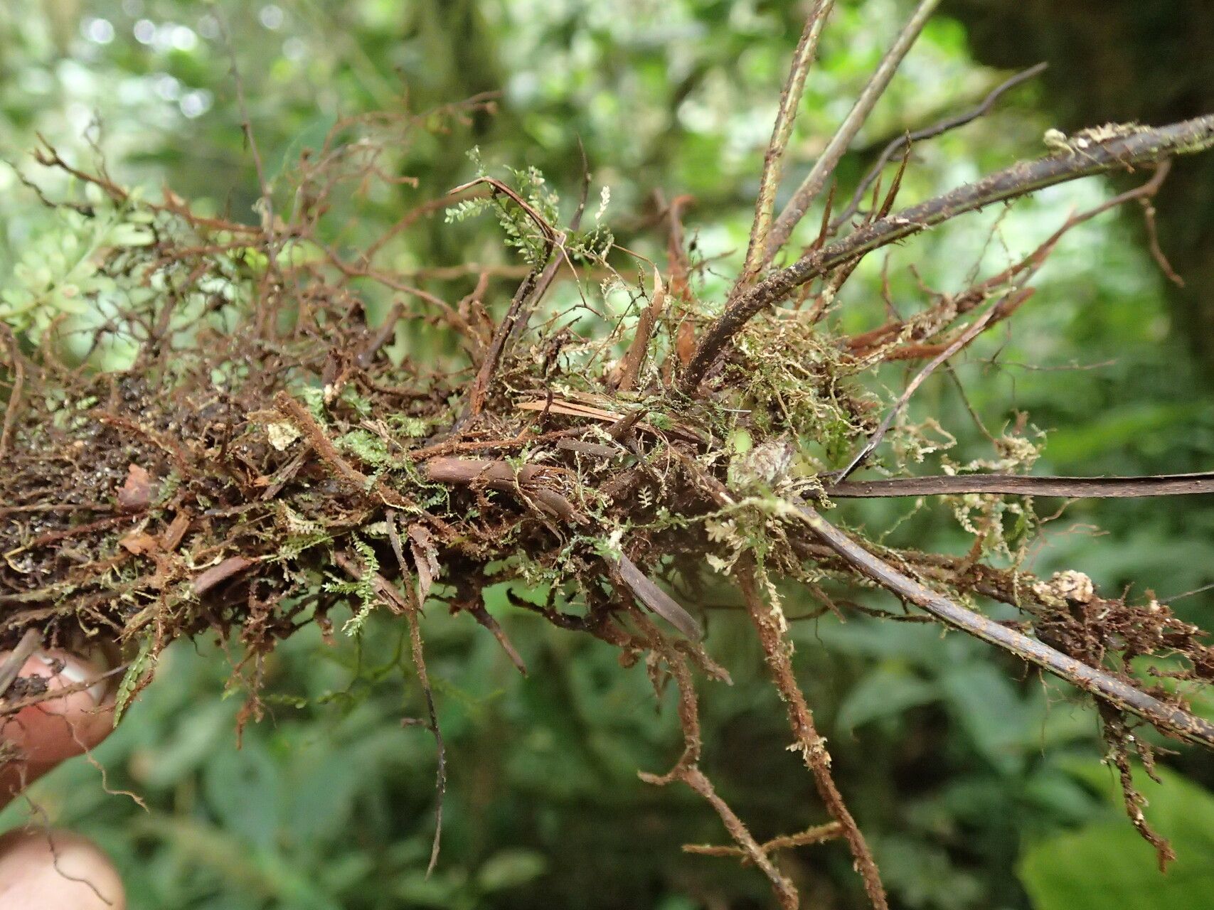 Asplenium paucijugum other