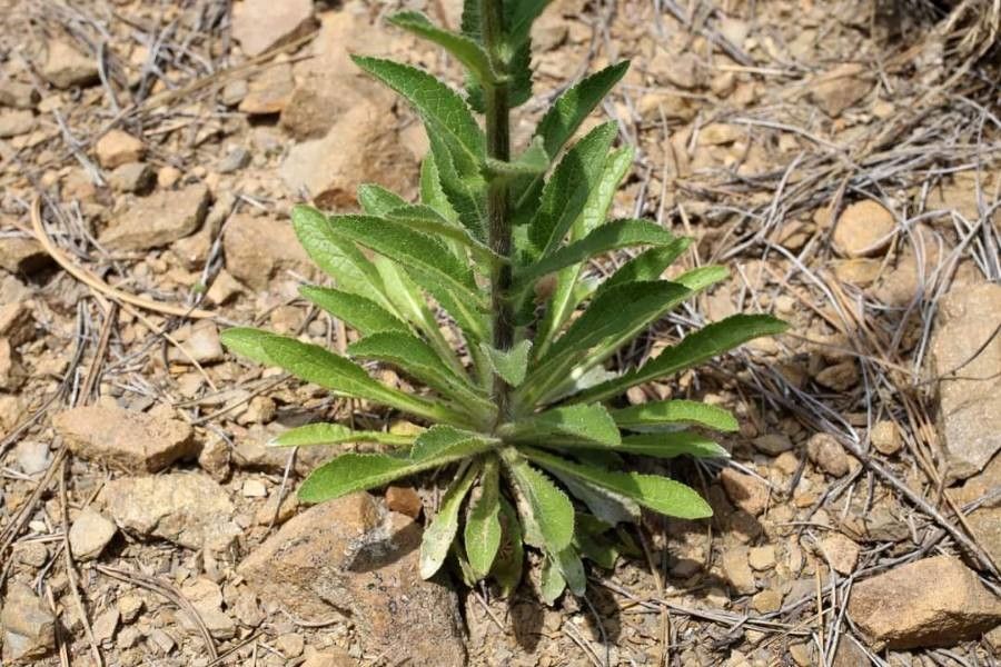 Verbascum adrianopolitanum