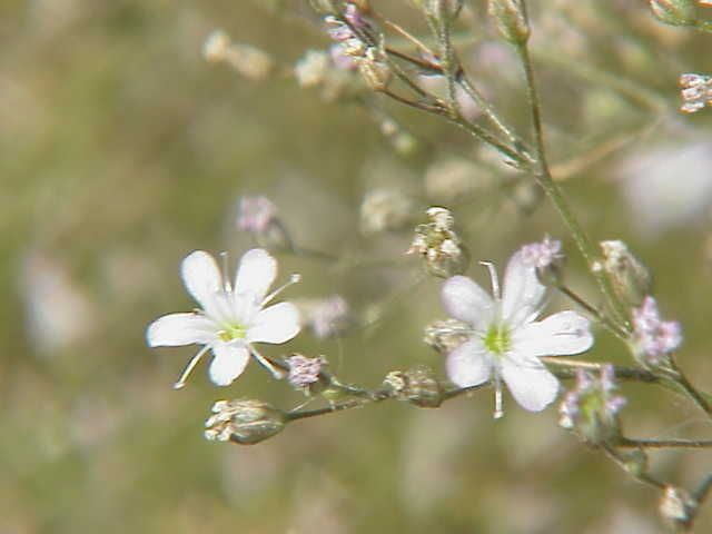 Gypsophila acutifolia flower