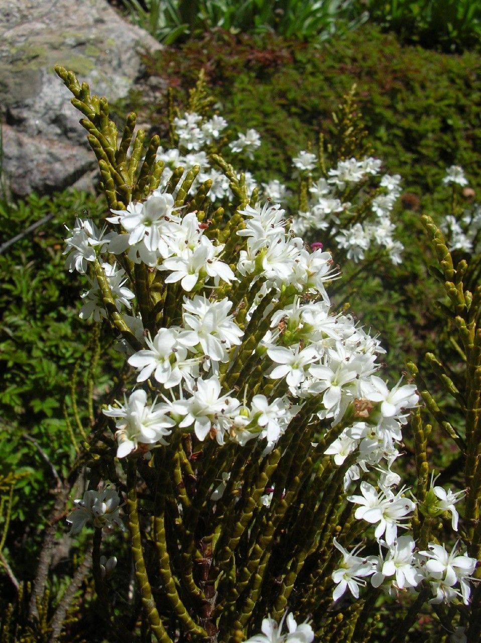 Veronica ochracea — houseplant care guide