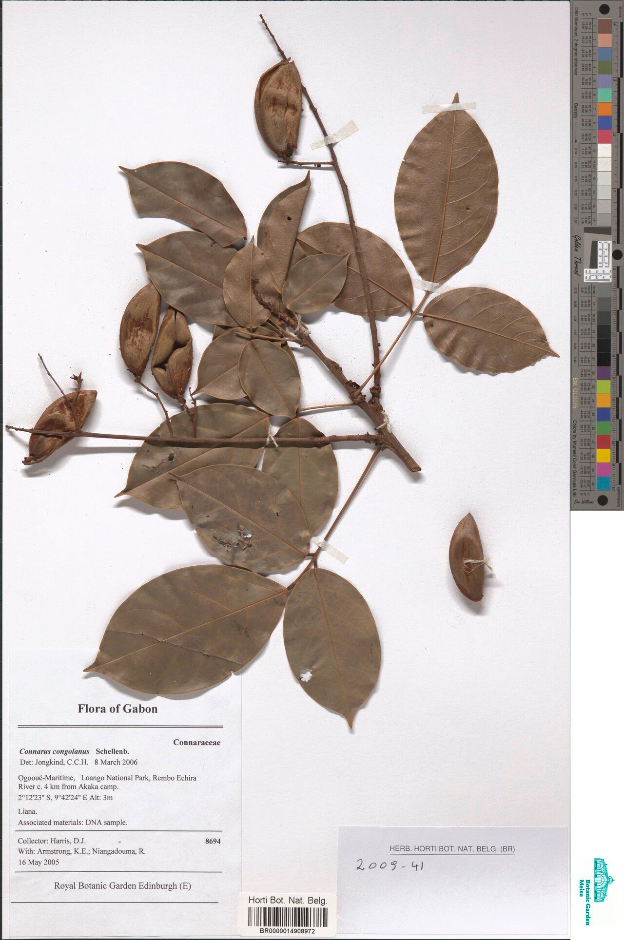 Connarus congolanus — related species from the same genus