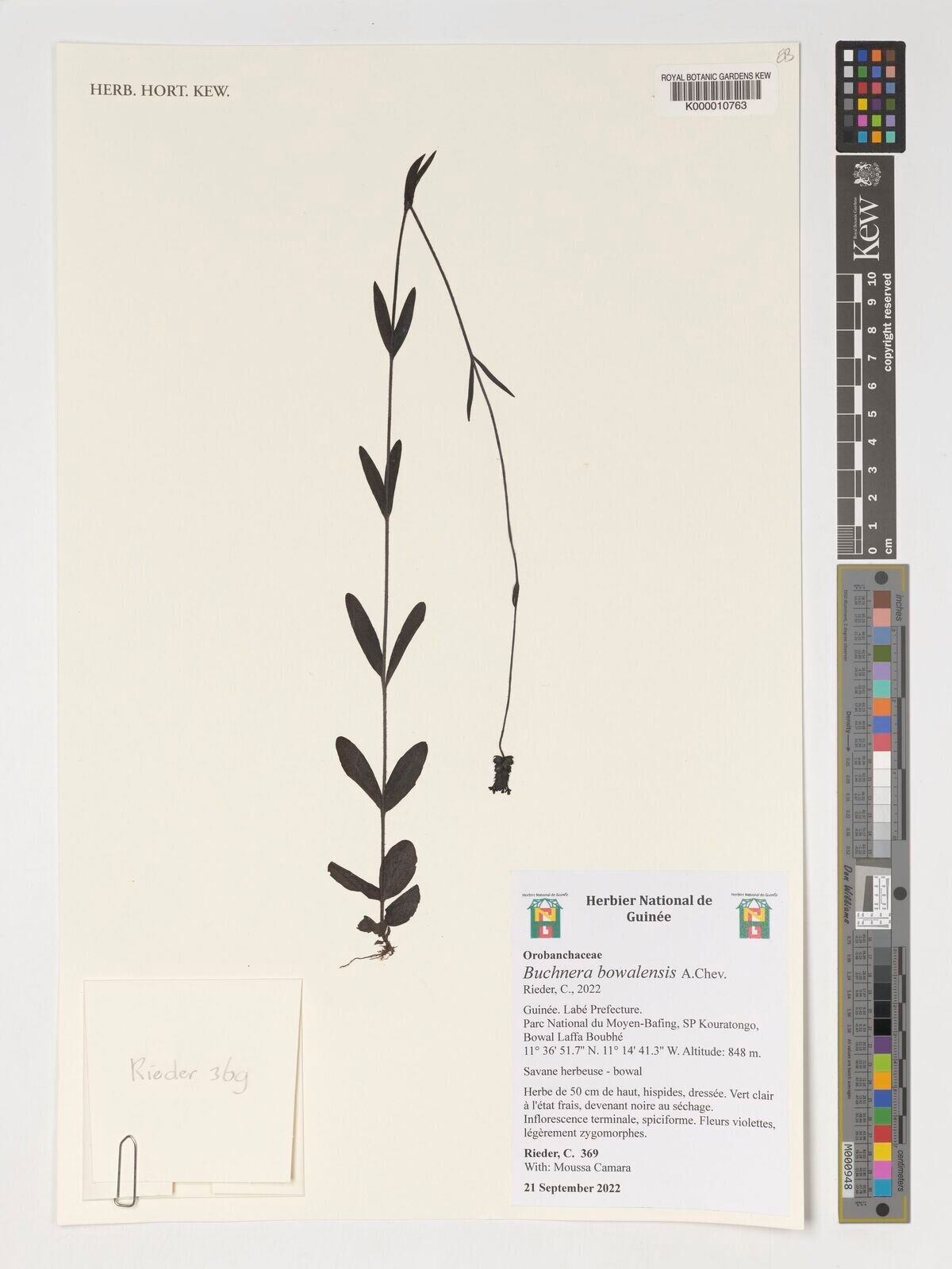 Buchnera bowalensis — related species from the same genus