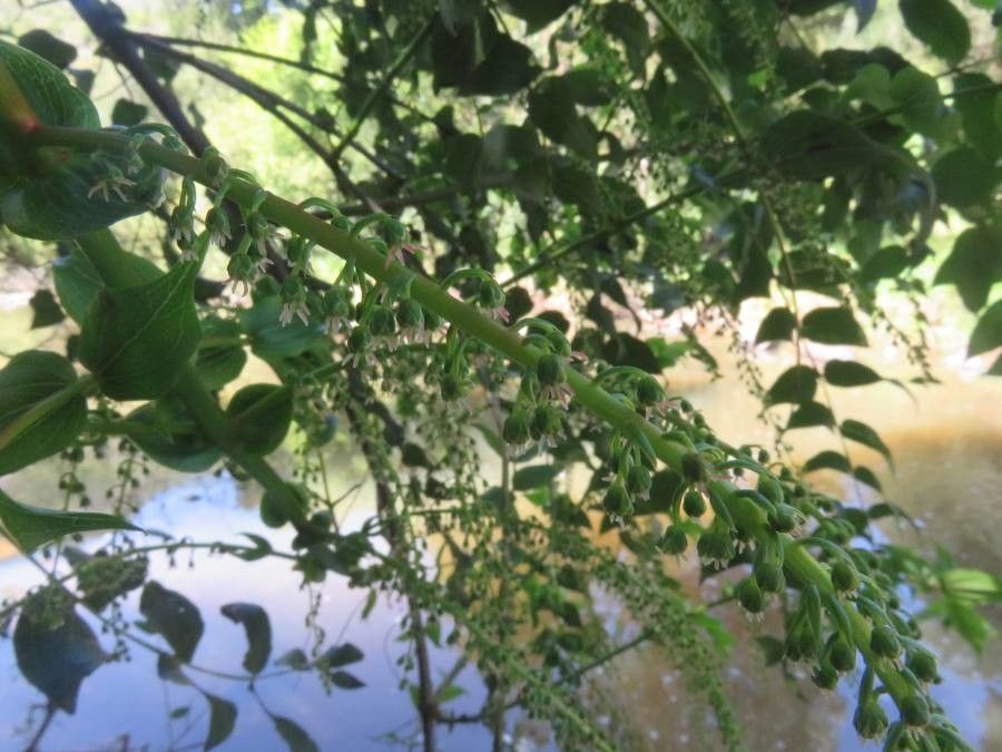 Coriaria ruscifolia flower
