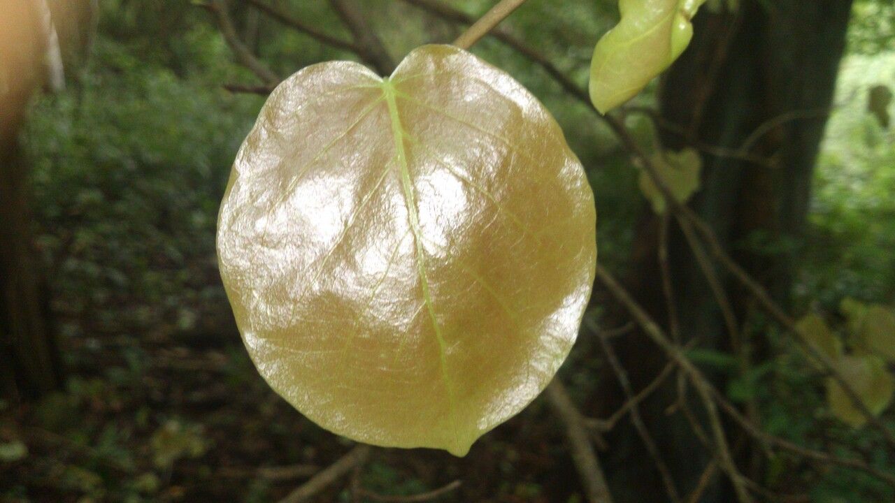 Coccoloba acapulcensis — related species from the same genus