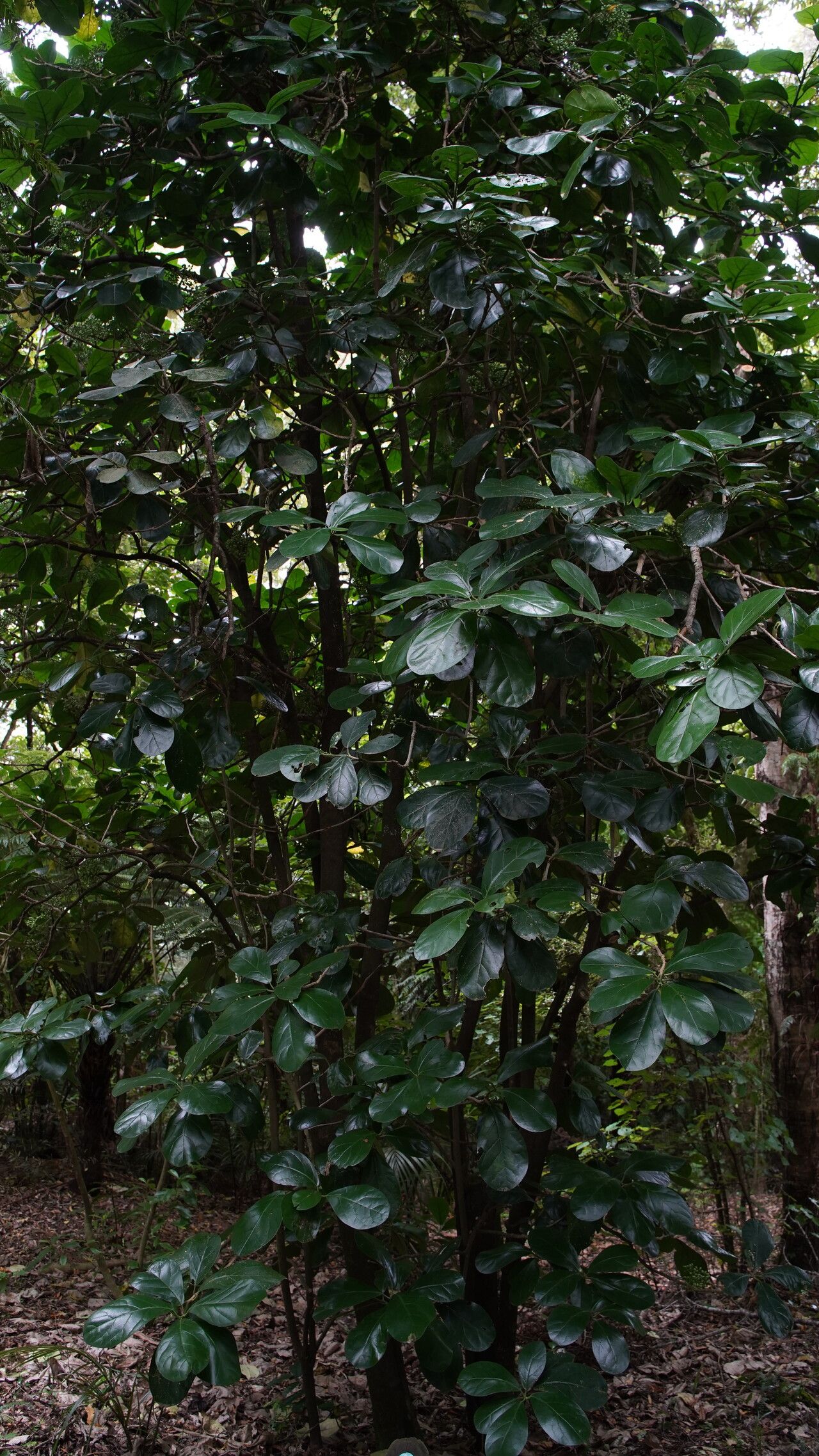 Pennantia endlicheri habit