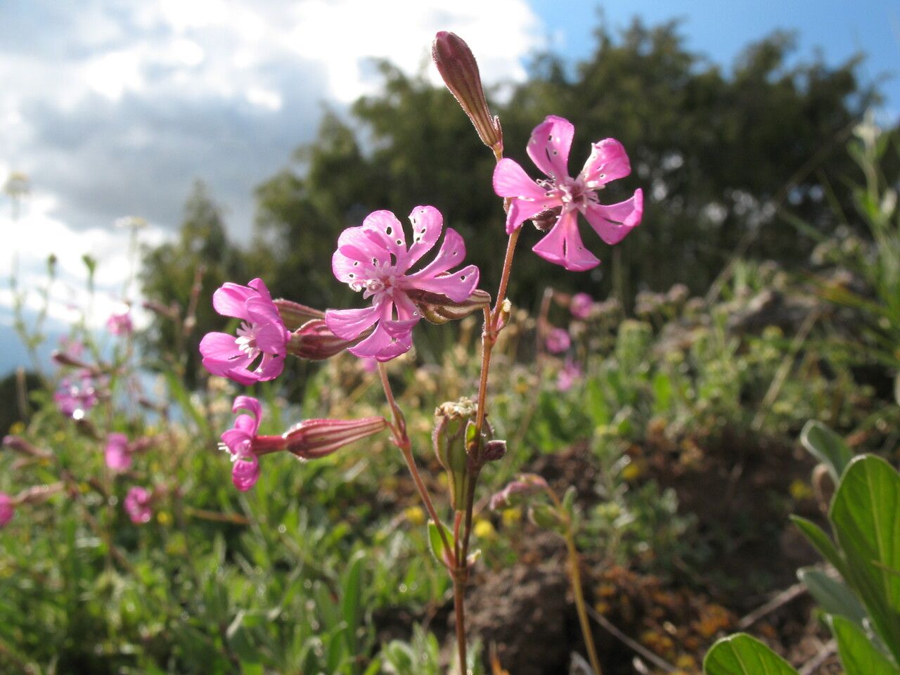 Silene colorata fruit