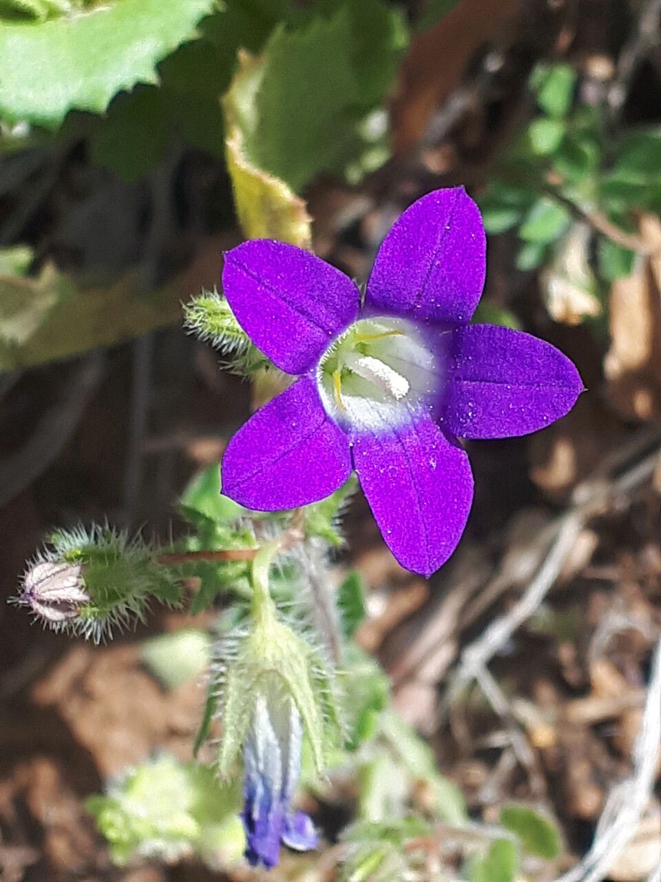 Campanula drabifolia flower