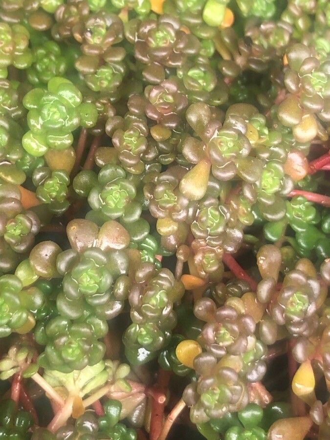 Sedum oreganum — houseplant care guide