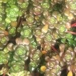 Sedum oreganum