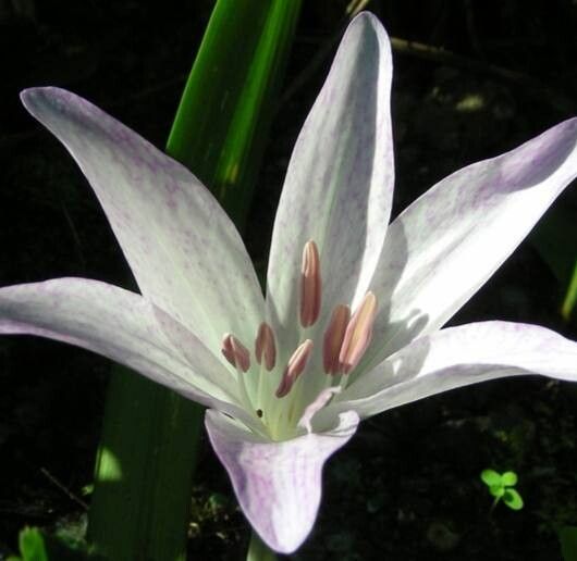 Colchicum macrophyllum — houseplant care guide