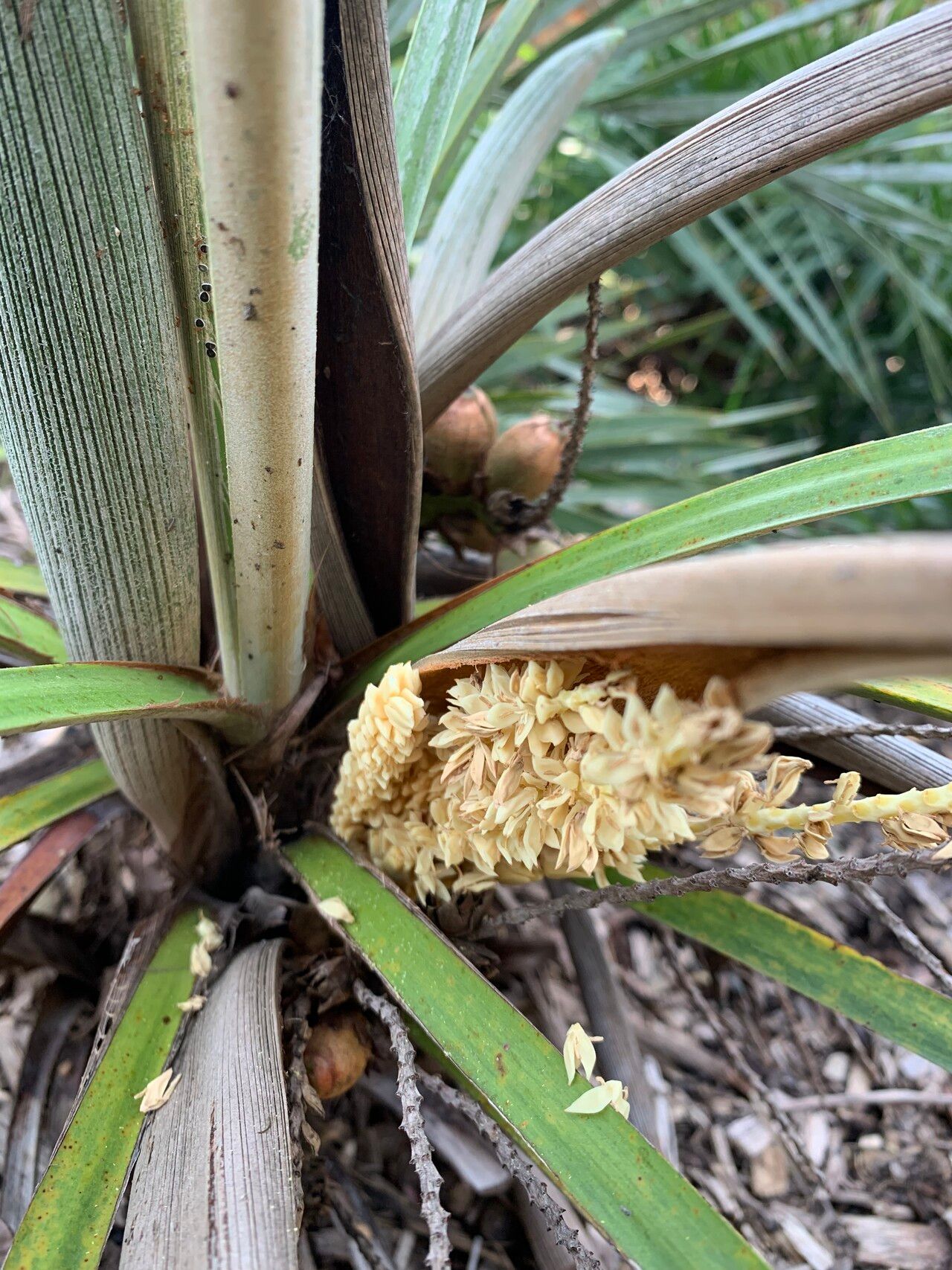 Syagrus itacambirana — houseplant care guide