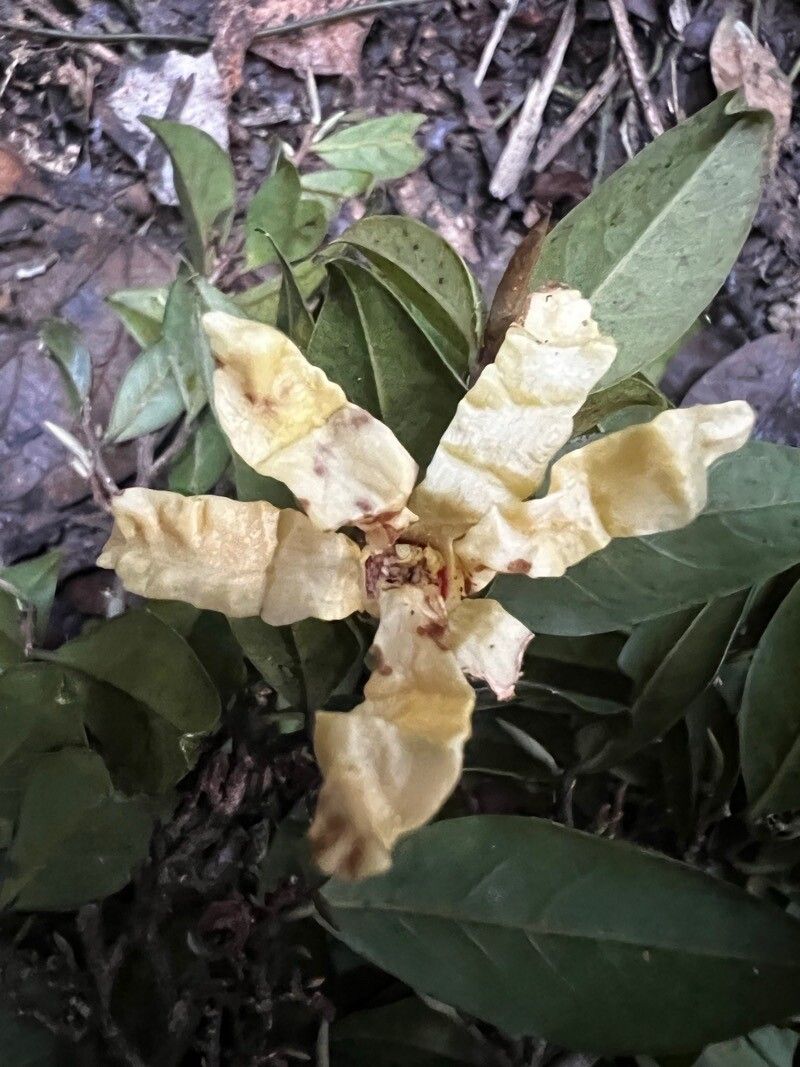 Hexalobus crispiflorus — related species from the same genus
