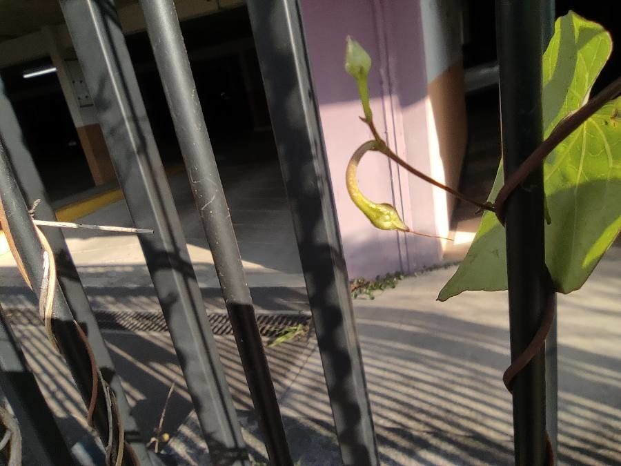 Ipomoea obscura fruit