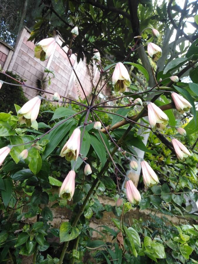 Bomarea edulis flower
