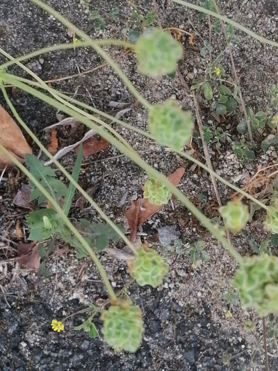 Poterium verrucosum flower