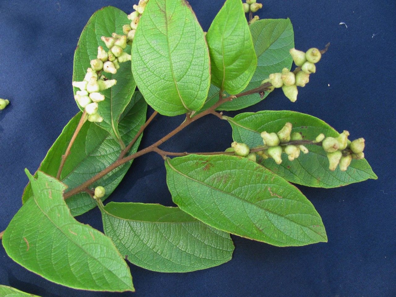 Varronia spinescens other